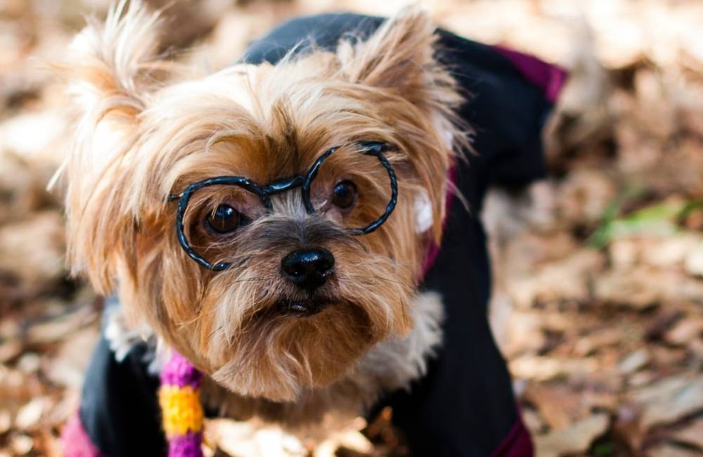 harry potter dog names