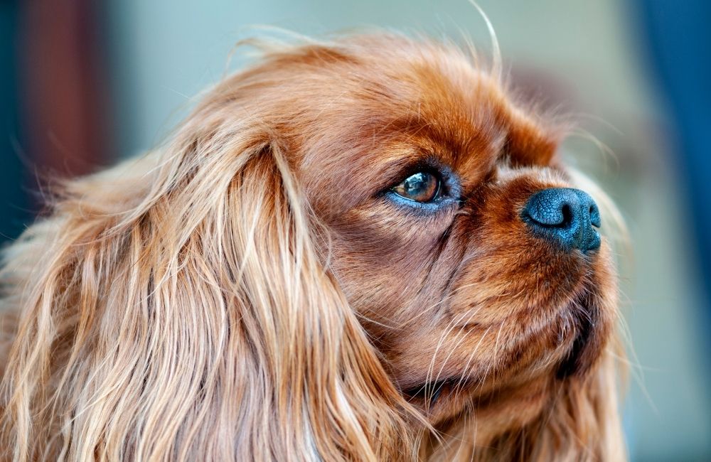 female Game of Thrones Dog Names