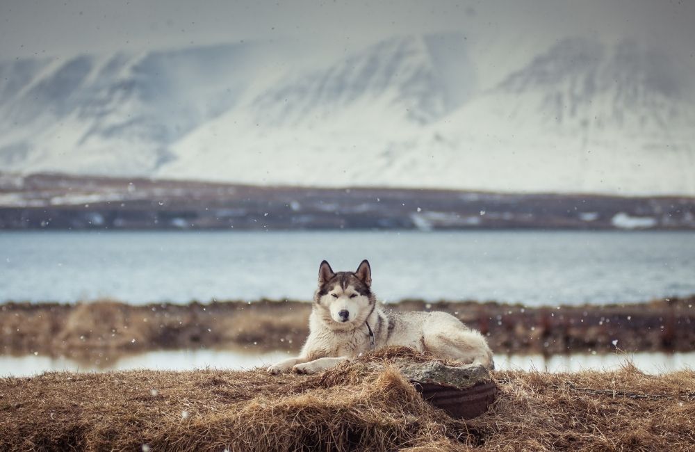 Game of Thrones Dog Names