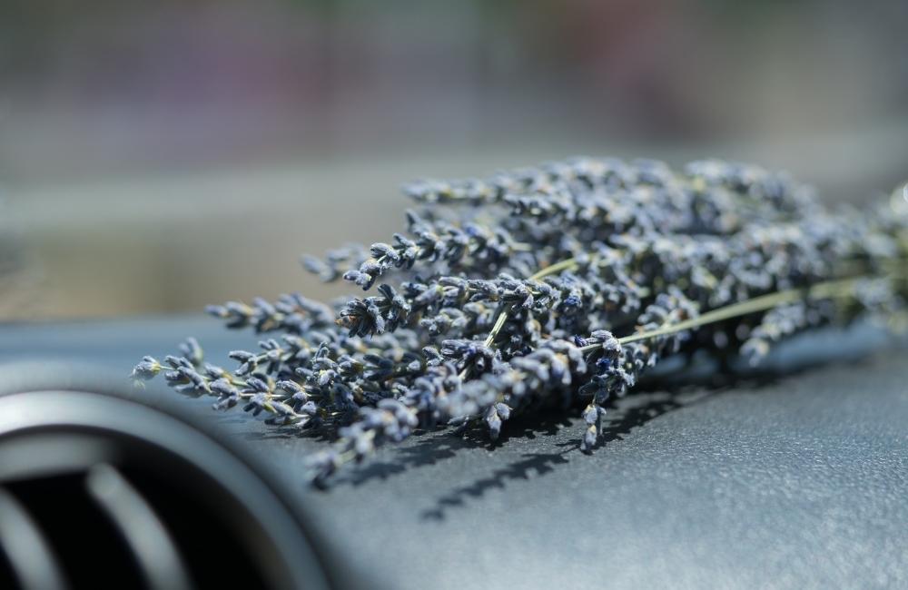 Not all dogs love a doggie road trip, and many dogs become quite distressed, anxious, or over-excited when traveling in the car. Lavender has a lovely calming scent and can be used very effectively to soothe an anxious dog. The use of lavender (Lavandula angustifolia) has been attributed to aiding in relaxation, sleep, anxiety, restlessness, depression, and headaches in humans for a very long time. A number of studies on our favorite furry friends have also shown wonderful results when used on them. A 2006 study conducted in Ireland and published in the Journal of the American Veterinary Medical Association evaluated the effectiveness of lavender odor as a treatment for travel-induced excitement in dogs. The researchers found that lavender scent-exposed dogs were significantly more likely to rest, sit, and less vocal than those who were not exposed to the scent. The American Journal of Veterinary Research published another study in 2009 that investigated the effect of topical application of undiluted lavender oil on autonomic nerve activity in dogs. The researchers found that when dogs were treated with lavender oil (3.6 drops were applied to the inner pinnae of each ear), their mean heart rate was significantly lower. We know that lavender is wonderfully relaxing, but... How does it help our dogs in the car? We've compiled six simple ways you and your dog can use this brilliant plant to make time spent in the car less stressful and more enjoyable. #1 Dog collar Apply 1-2 drops of lavender essential oil directly to your dog’s collar, or on a bandana placed around their neck. #2 Lavender spray Purchase or make a lavender spray and give the car upholstery a quick spritz to infuse it with a lavender scent. #3 Car aromatherapy diffuser You can now purchase some fantastic little aromatherapy diffusers that connect to the USB port in your car (or anywhere else that has a USB port). You just fill the cartridge with oil and it will intermittently disperse a puff of soothing lavender all around the car. Voila! I purchased mine from a health food store for $39.95. There are a number of lavender-scented car fresheners on the market, however, I don’t recommend these, as the fragrance is most likely synthetic and not pure essential oil. #4 Lavender infused piece of fabric in the car Put a few drops of lavender essential oil on a handkerchief or piece of fabric and hang it somewhere in the car. If your dog travels in a crate, you can hang the fabric on the crate door. #5 Apply directly to the dog The abovementioned study used undiluted oil, HOWEVER, I would recommend diluting the oil at a 1:4 ratio. Add 1-drop lavender to 4 drops carrier oil such as olive oil before applying. Place a few drops of the diluted oil onto your hands and then massage into the tips of your dog’s ears, abdomen, neck, and back. Be careful not to apply too close to their nose or eyes, as they may find this bothersome. It is also recommended to conduct a patch test to check for sensitivity and discontinue use if any irritation occurs. #6 Dried lavender sachet Place a sachet of dried flowers in the car and allow the scent to diffuse throughout. A Word of Caution Essential oils vary significantly in both quality and price. The general rule of thumb is – you get what you pay for, so please, please, please don’t use cheap fragrance oils as a substitute. You certainly don't want cheap, synthetic oils around you or your pooch, as they're made of petrochemicals and a variety of other nasty elements.