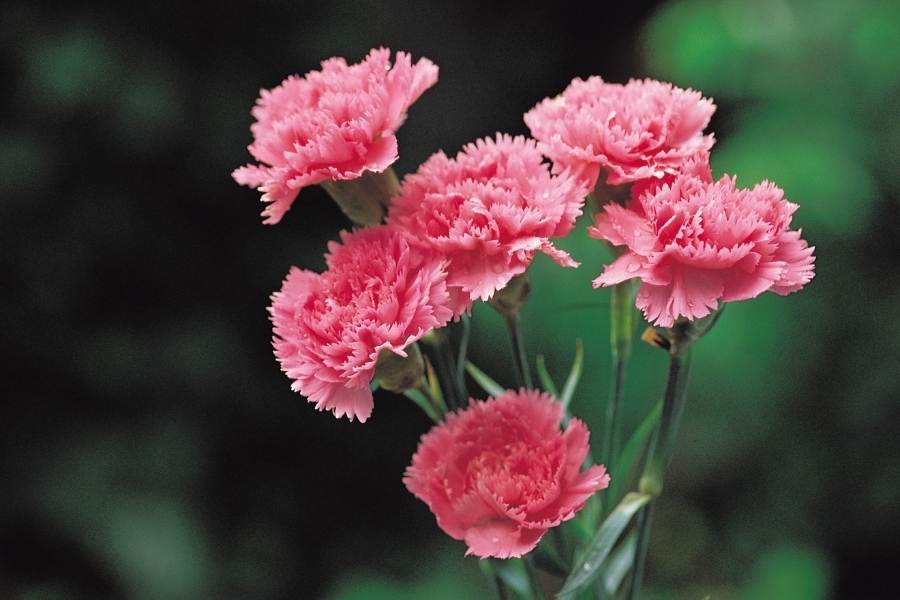 summer flowering plants