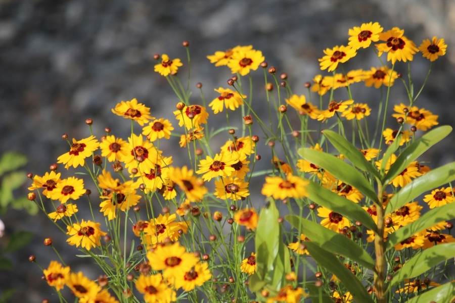 Summer Flowering Plants That Will Make Your Garden Pop