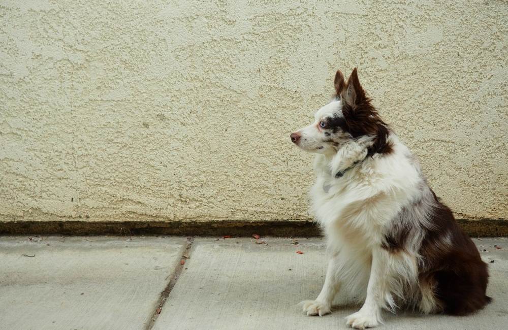 Why Is My Dog Staring at the Wall