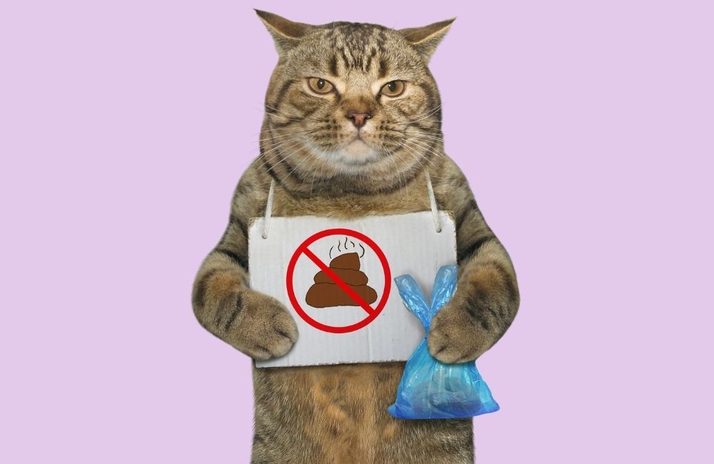 why a dog eats cat poop