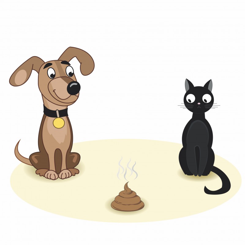 why a dog eats cat poop
