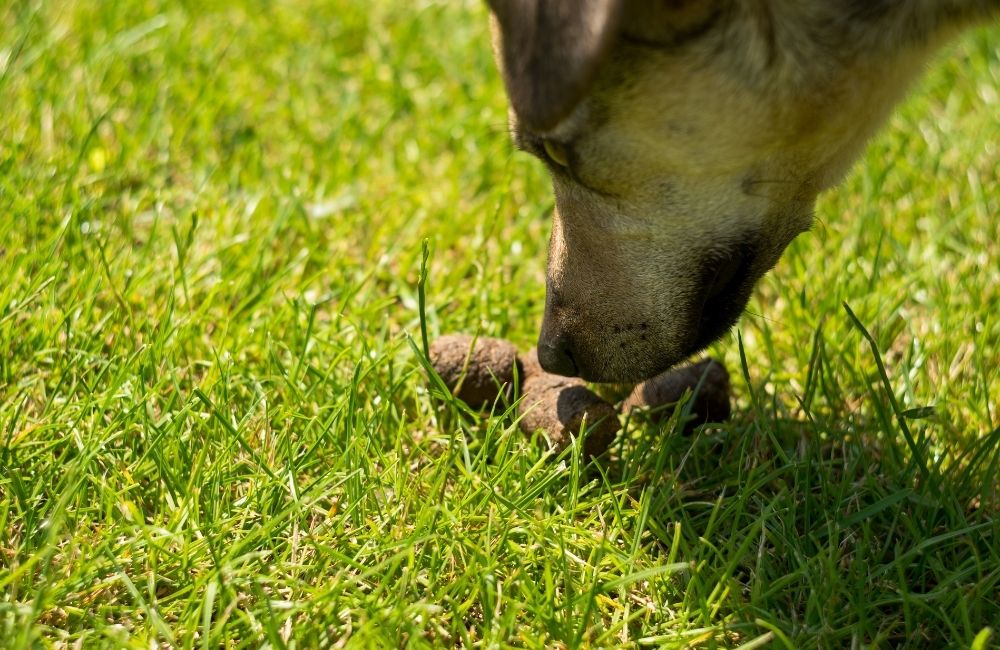why a dog eats cat poop