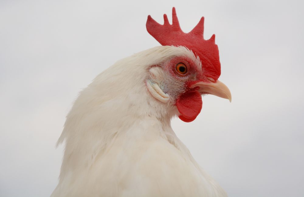 Foghorn Leghorn Quotes