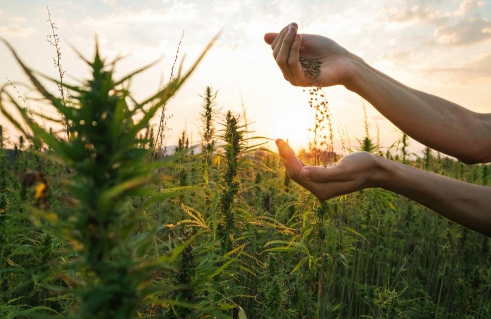 6 Important Things To Know Before Buying Marijuana Seeds Online