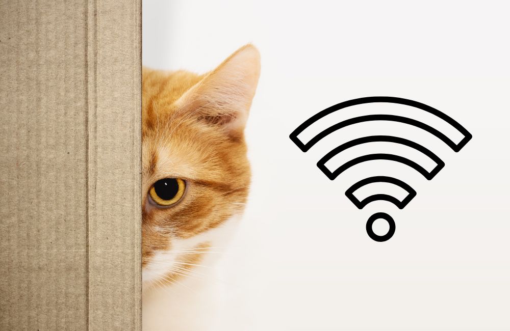 Funny Cat WiFi Names