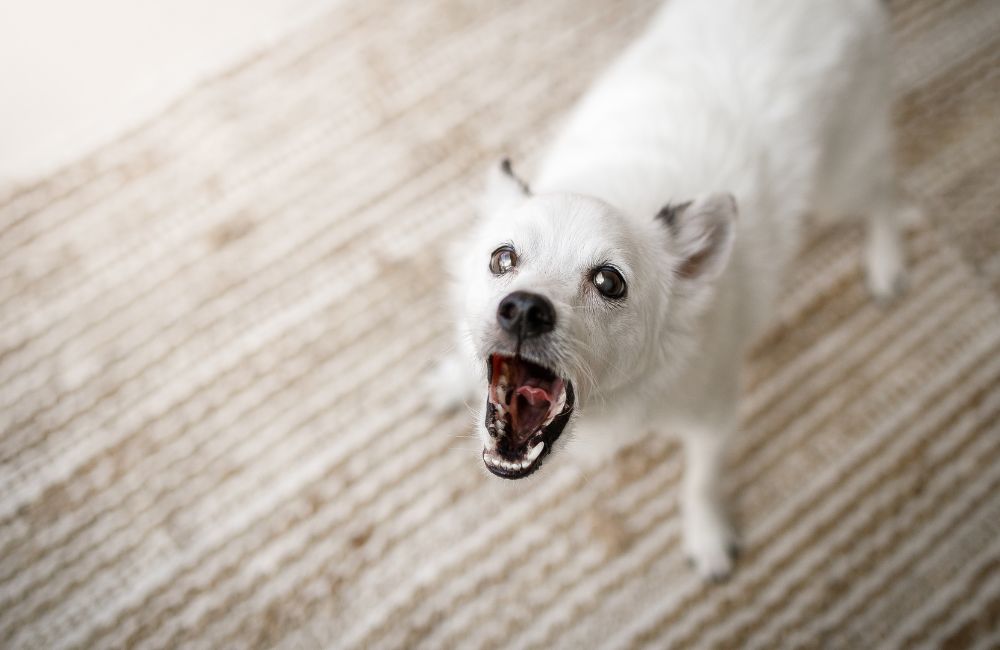 How to Stop Your Dog From Barking Incessantly