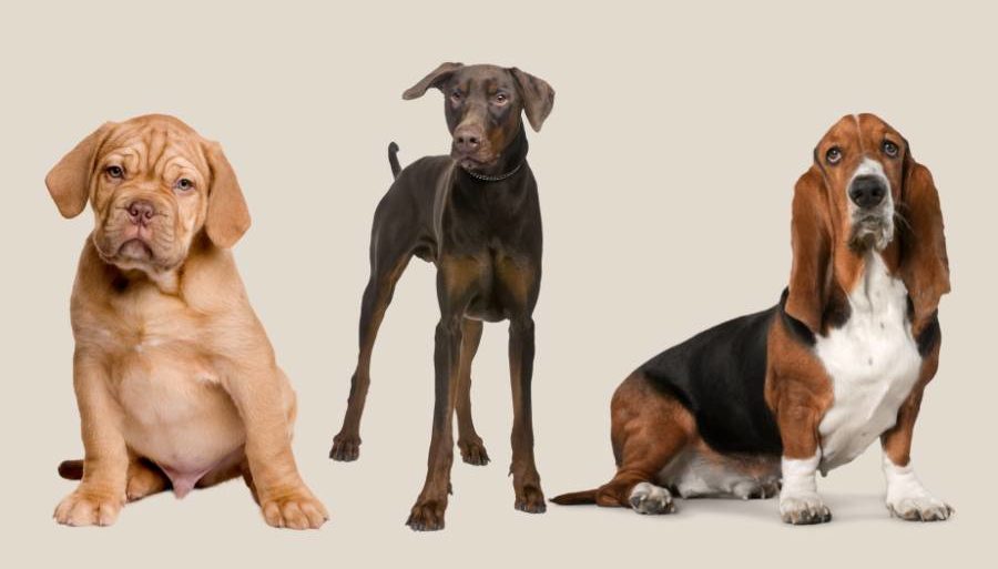 Do Brown Dogs Need Themed Names?
