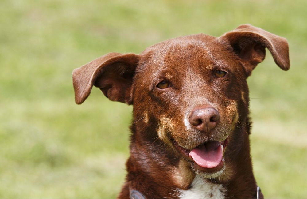 best brown dog names
