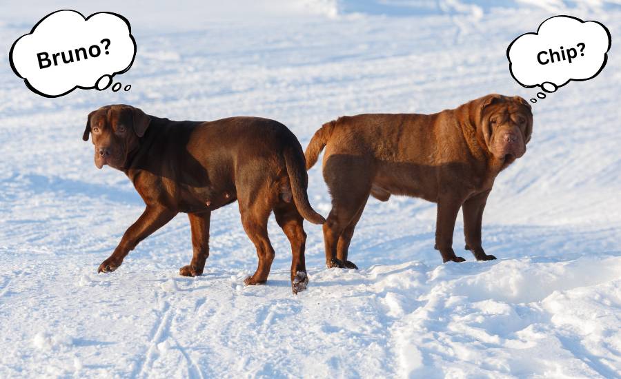 male brown dog names