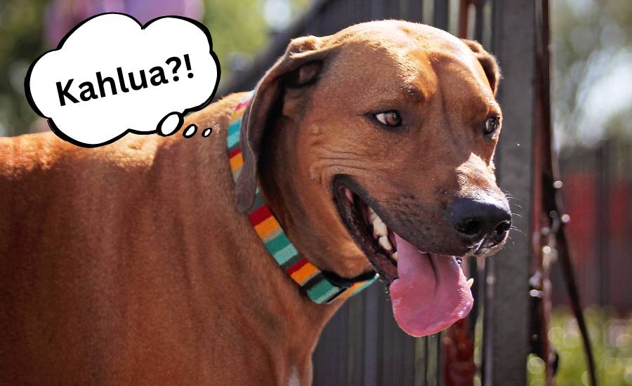 unisex and gender-neutral brown dog names