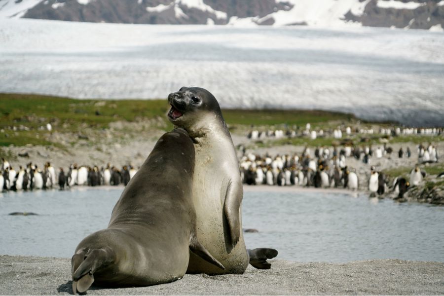 Best Tourist Attractions In Antarctica