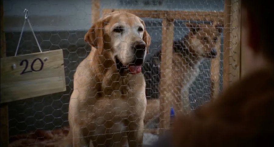 dog christmas movies